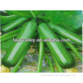 Summer Squash Seed/Zucchini Seeds For Sale